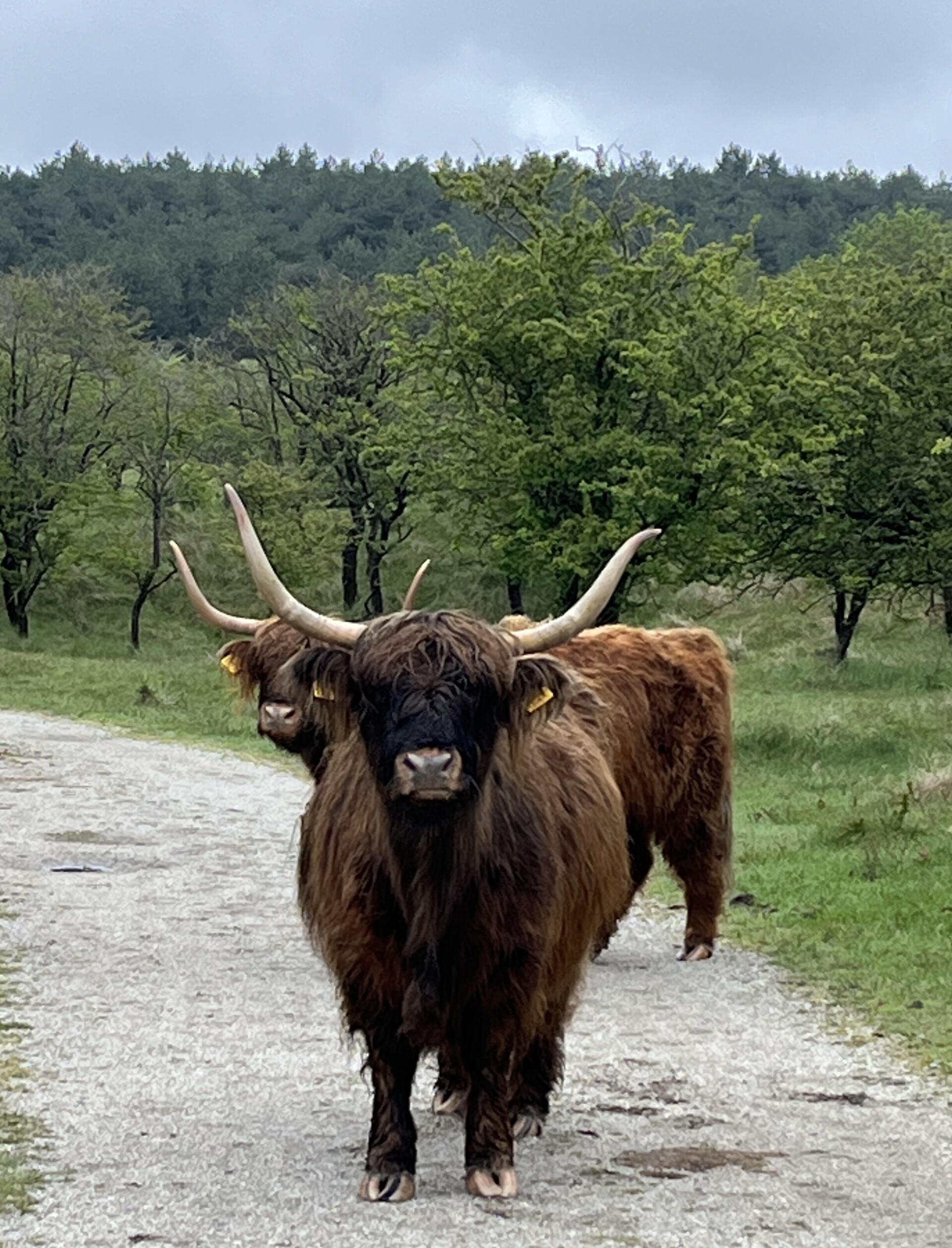 Zuid Kennemerland duinen