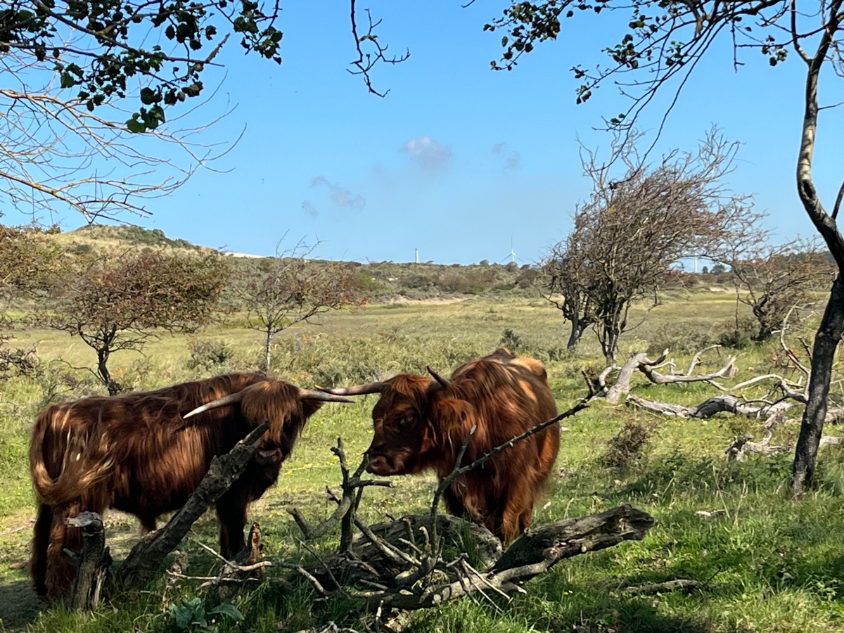 beesten in de duinen